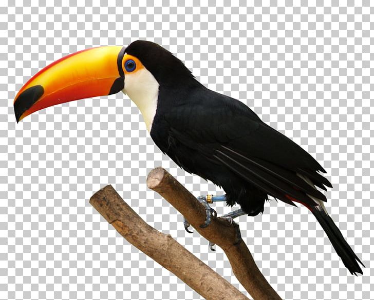 Bird Toucan PNG, Clipart, Bald Eagle, Beak, Bird, Birds, Decorative Patterns Free PNG Download