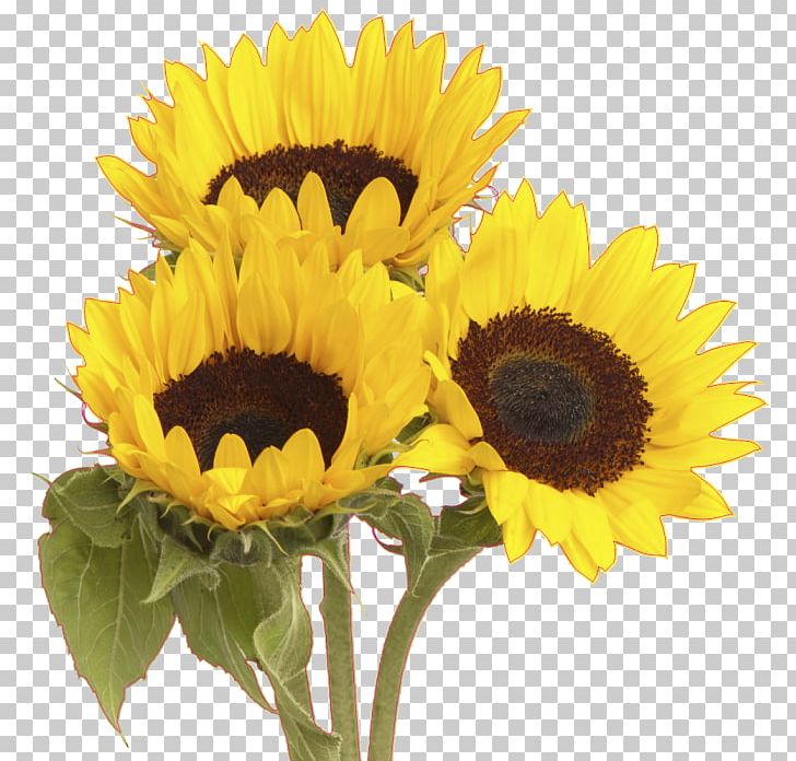 Common Sunflower Stock Photography Flower Bouquet PNG, Clipart, Annual Plant, Bouquet, Common Sunflower, Cut Flowers, Daisy Family Free PNG Download