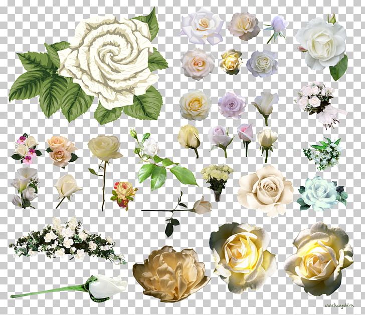 Garden Roses Centifolia Roses Flower PNG, Clipart, Centifolia Roses, Cut Flowers, Digital Image, Flora, Floral Design Free PNG Download