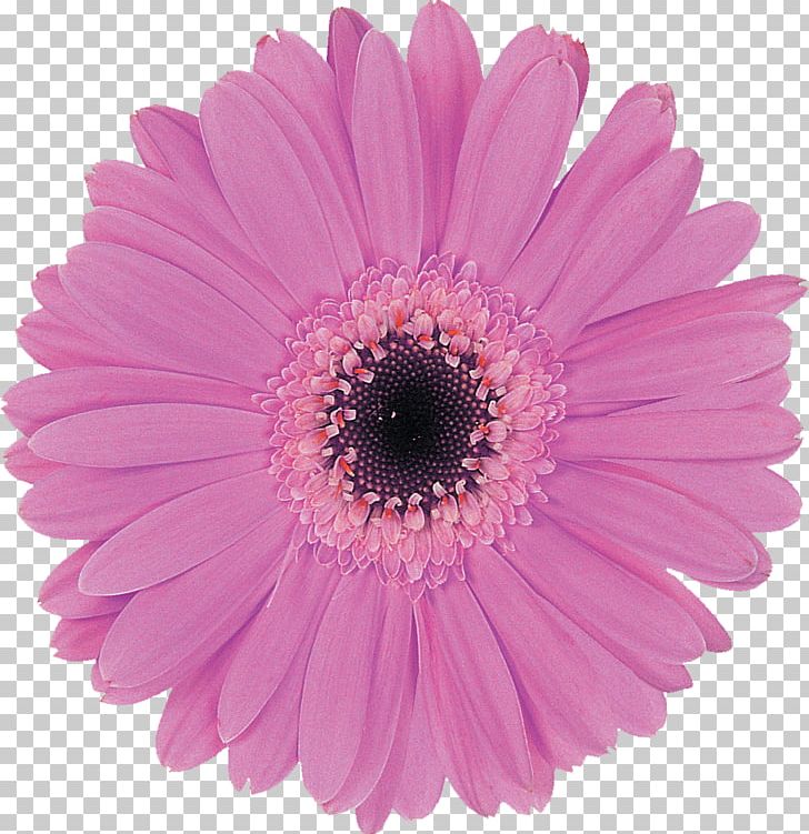Transvaal Daisy Purple Lilac Cut Flowers PNG, Clipart, Aster, Chrysanthemum, Chrysanths, Color, Cut Flowers Free PNG Download