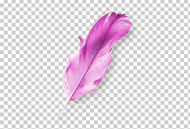 Bird Feather Data Compression Computer File PNG, Clipart, Animal, Animal Hair, Animals, Bird, Bird Cage Free PNG Download