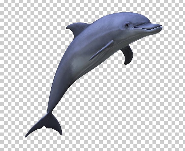 Dolphin PNG, Clipart, Dolphin Free PNG Download