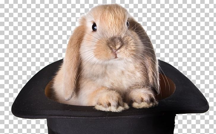 Rabbit Top Hat Magic Stock Photography PNG, Clipart, Animals, Cowboy Hat, Domestic Rabbit, Fur, Hat Free PNG Download