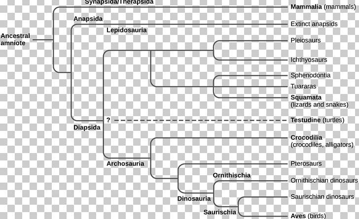 Turtle Amniote Amphibian Evolution Diapsid PNG, Clipart, Amniote, Amniotic Sac, Amphibian, Anapsid, Angle Free PNG Download