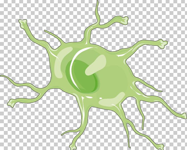 Astrocyte Medicine Neurology PNG, Clipart, Alzheimers Disease, Amphibian, Arteriosclerosis, Artwork, Astrocyte Free PNG Download