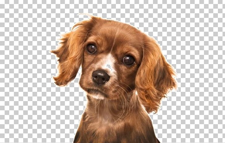 Cavalier King Charles Spaniel English Cocker Spaniel Field Spaniel Cavapoo PNG, Clipart, Aging In Dogs, Animal, Animals, Caramel Color, Cari Free PNG Download