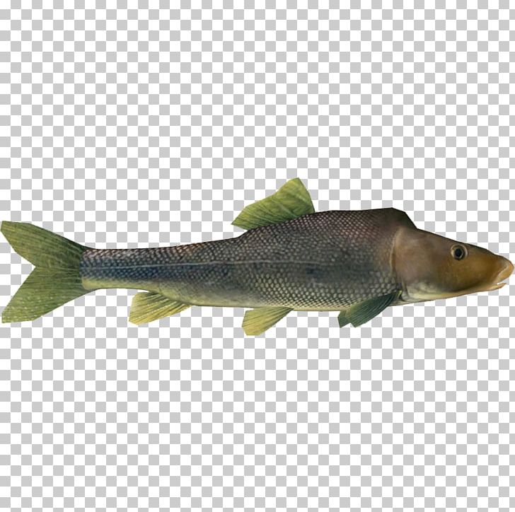 Colorado Plateau Grand Canyon Razorback Sucker 09777 Zoo Tycoon 2 PNG, Clipart, 09777, Animal, Barramundi, Bony Fish, Carp Free PNG Download