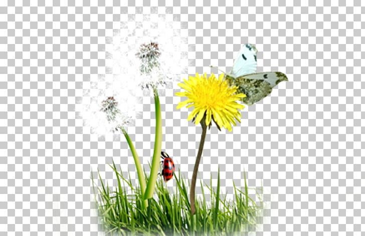 Common Dandelion Butterfly PNG, Clipart, Computer Wallpaper, Creative Ads, Creative Artwork, Creative Background, Creative Logo Design Free PNG Download