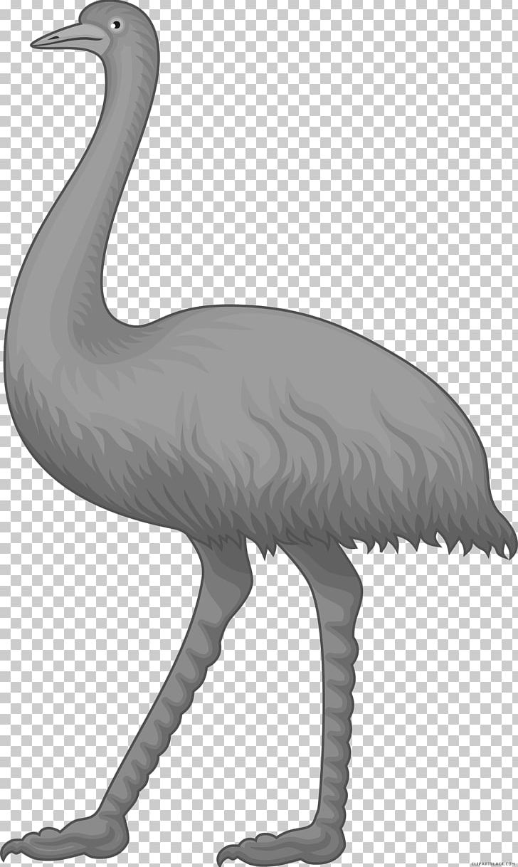 Common Ostrich Portable Network Graphics Bird PNG, Clipart, Animal, Animal Figure, Beak, Bird, Black And White Free PNG Download