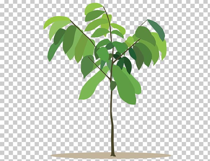 Drawing Plants Painting Graphic Design PNG, Clipart,  Free PNG Download