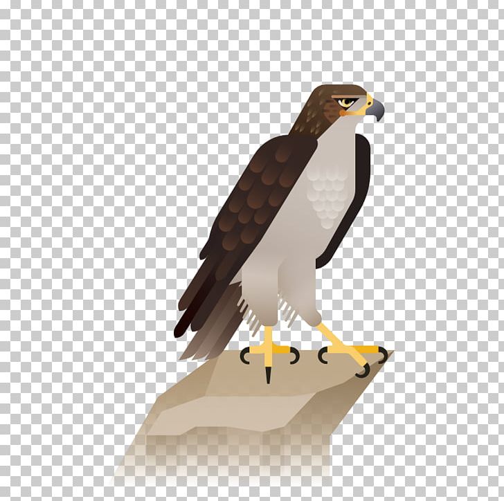 Bald Eagle Hawk Illustration PNG, Clipart, Accipitriformes, Animals, Bald Eagle, Beak, Bird Free PNG Download
