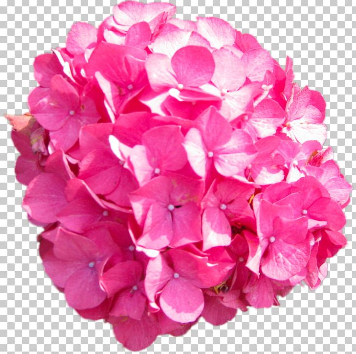 Hydrangea Pink PNG, Clipart, Animaatio, Cornales, Cut Flowers, Flower, Flowering Plant Free PNG Download