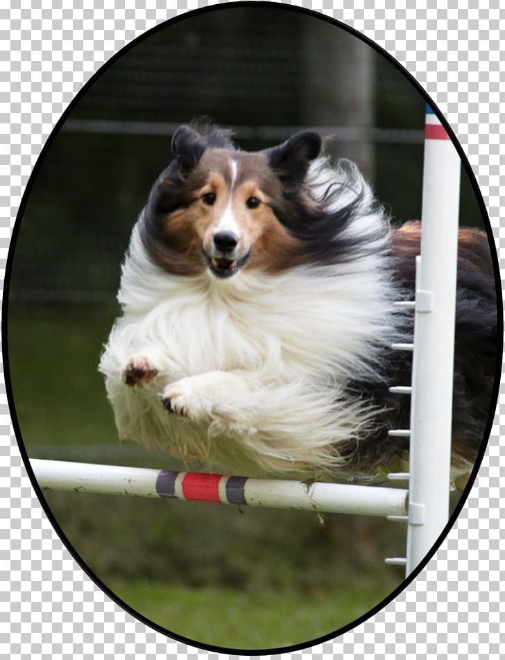 Rough Collie Border Collie Shetland Sheepdog Australian Shepherd English Shepherd PNG, Clipart, Australian Shepherd, Border Collie, Breed, Collie, Companion Dog Free PNG Download