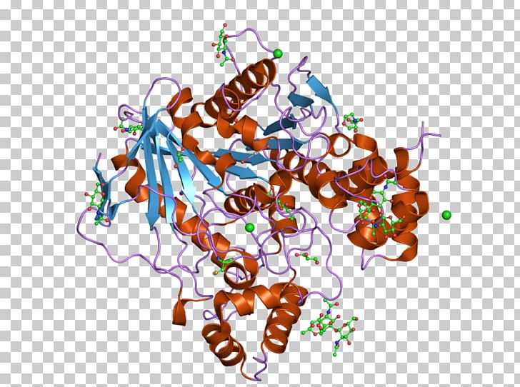 Butyrylcholinesterase Acetylcholinesterase PNG, Clipart, 4 C, Acetylcholinesterase, Area, Art, Butyrylcholinesterase Free PNG Download