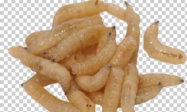 house fly maggots