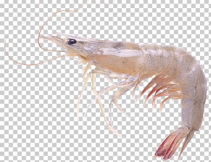 Prawn Computer Icons PNG, Clipart, Animals, Animal Source Foods, Arthropod, Caridean Shrimp, Chinese White Shrimp Free PNG Download
