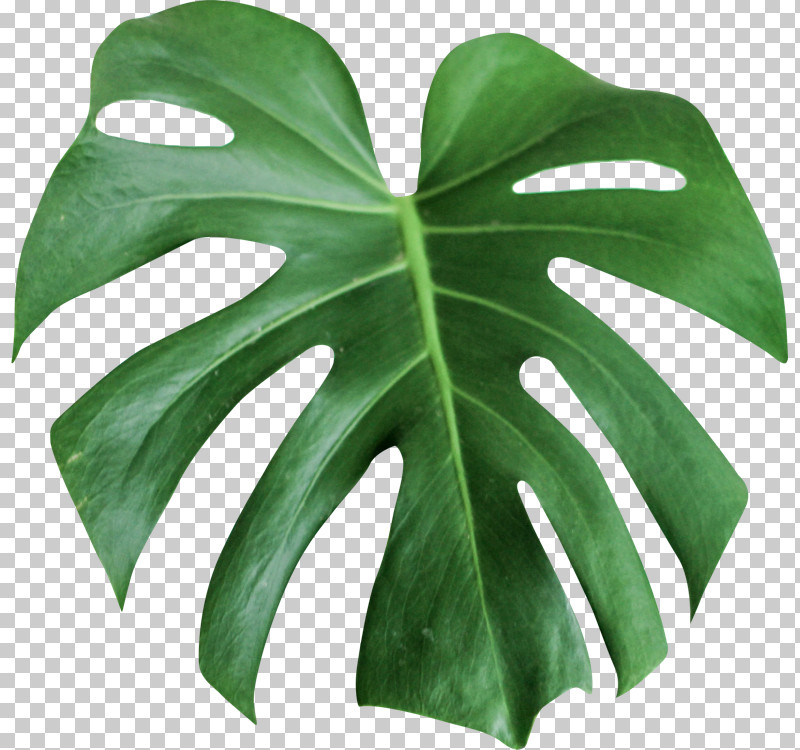 Leaf Monstera Deliciosa Green Plant Flower PNG, Clipart, Alismatales, Anthurium, Arum Family, Flower, Green Free PNG Download