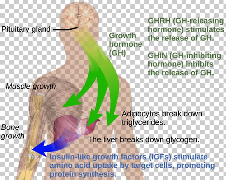 Growth Hormone Deficiency Growth Hormone–releasing Hormone Sermorelin PNG, Clipart, Abdomen, Arm, Ear, Endocrine System, Finger Free PNG Download