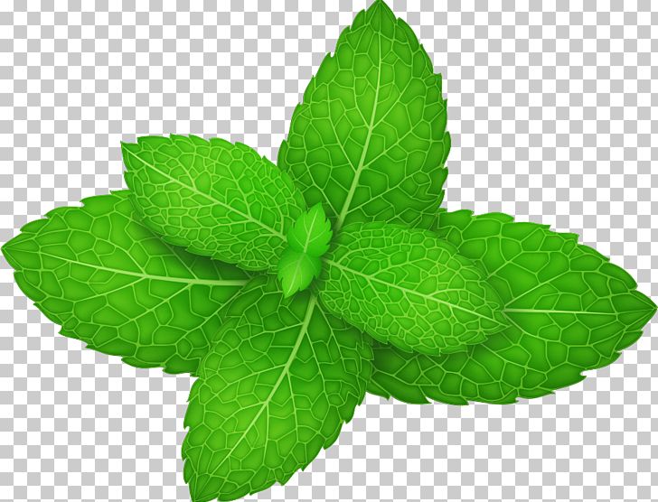 Mentha Spicata Peppermint Herb Leaf PNG, Clipart, Cartoon Mint Leaves, Computer Icons, Decorative Patterns, Fall Leaves, Green Free PNG Download
