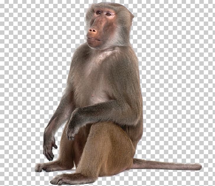 Portable Network Graphics Monkey Baboons Mandrill Primate PNG, Clipart, Animals, Ape, Baboons, Fauna, Macaque Free PNG Download