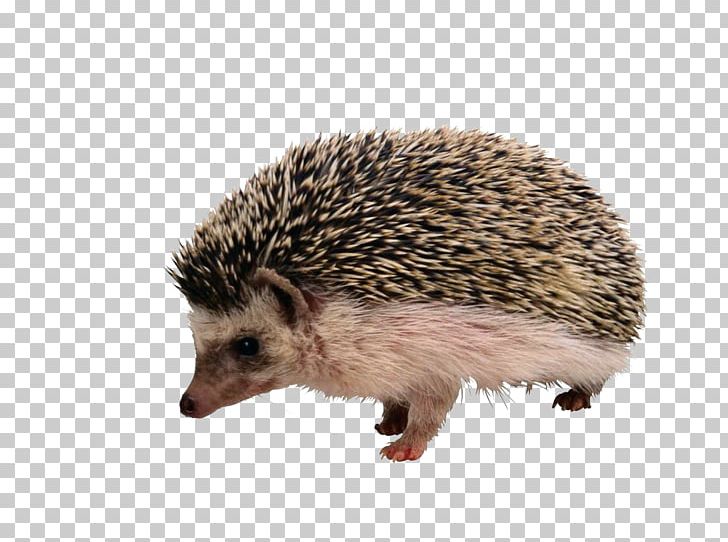 European Hedgehog The Hedgehog And The Fox Porcupine Rodent Echidna PNG, Clipart, Animal, Animals, Brown, Cartoon Hedgehog, Crested Porcupine Free PNG Download