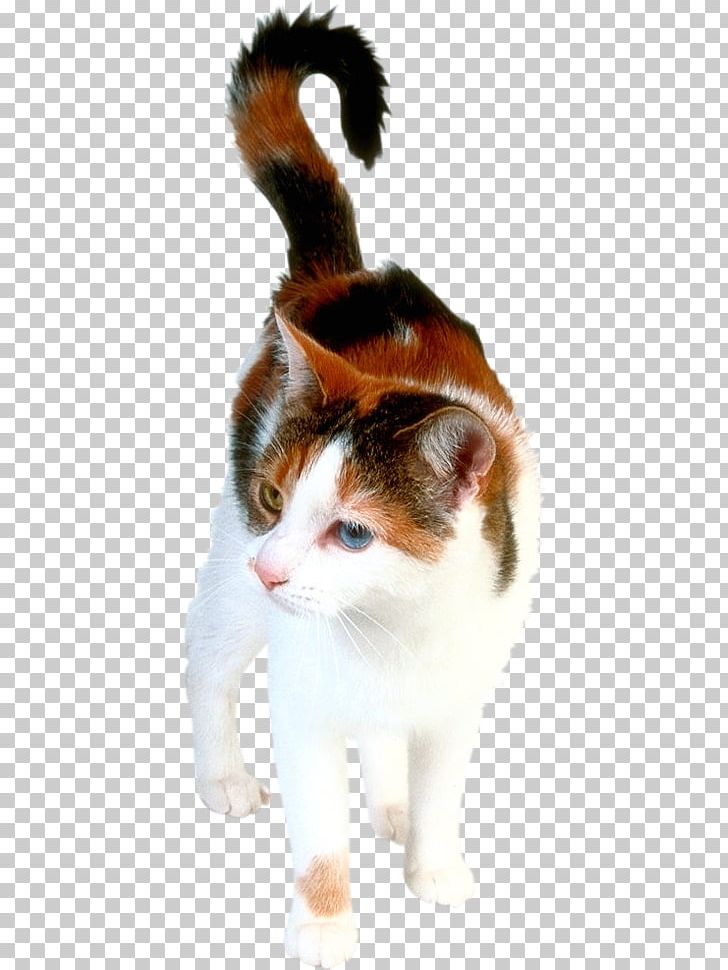 Kitten Himalayan Cat Turkish Angora Siamese Cat Van Cat PNG, Clipart, Aegean Cat, Animal, Animals, Black Cat, Calico Cat Free PNG Download