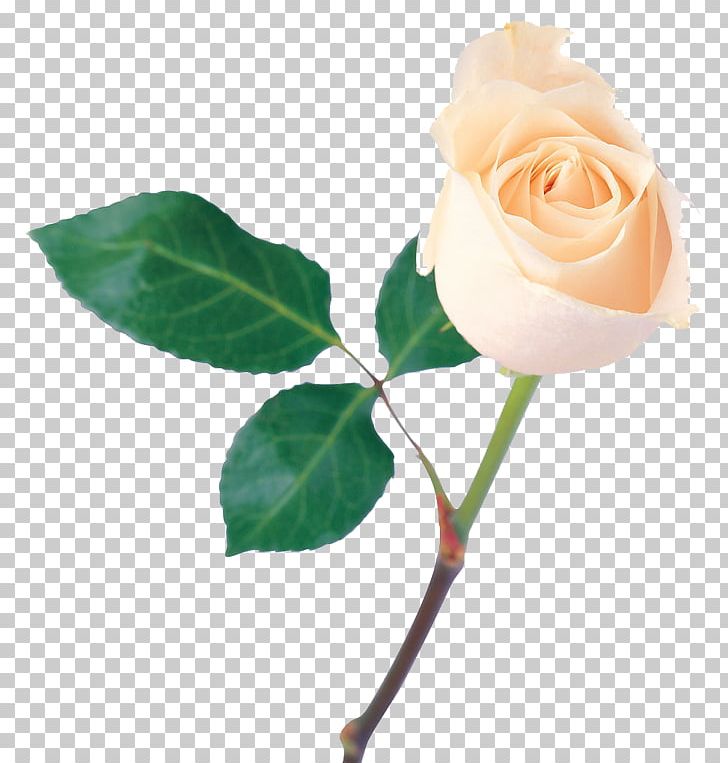 Rose PNG, Clipart, Beautiful, Bouquet, Bud, Cut Flowers, Display Resolution Free PNG Download