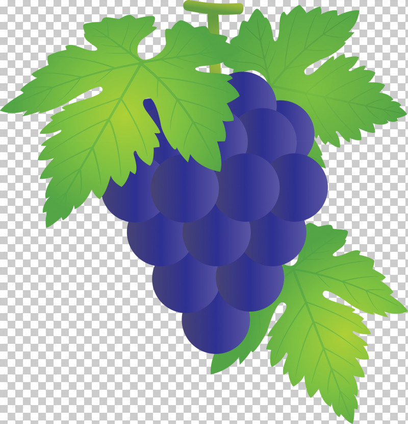 Grape Grapes Fruit PNG, Clipart, Berry, Flower, Fruit, Grape, Grape Leaves Free PNG Download