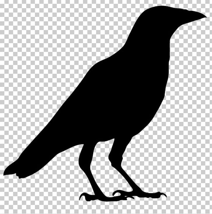 American Crow Common Raven Bird Carrion Crow PNG, Clipart, American Crow, Art, Beak, Bird, Black And White Free PNG Download