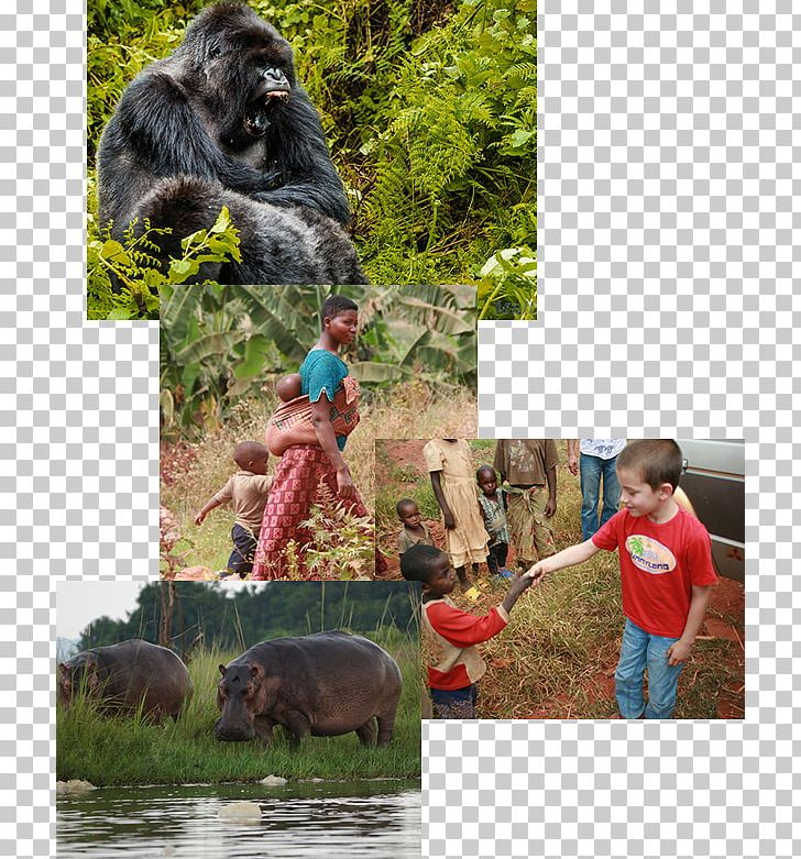 Gorilla Common Chimpanzee National Park Fauna PNG, Clipart, Animals, Chimpanzee, Common Chimpanzee, Fauna, Flora Free PNG Download
