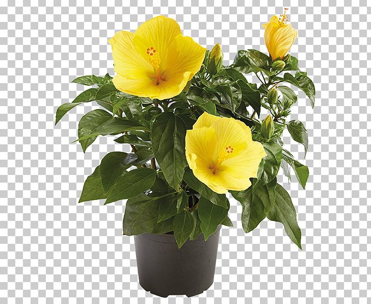 Rosemallows Flowerpot Rose Family Annual Plant Violet PNG, Clipart, Annual Plant, Family, Flower, Flowering Plant, Flowerpot Free PNG Download