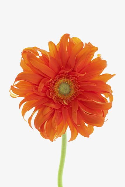 A Gerbera PNG, Clipart, A Clipart, A Flower, A Gerbera, Bloom, Flower Free PNG Download