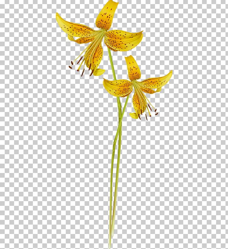 Alstroemeriaceae Fawn Lilies Plant Stem Lily M PNG, Clipart, Alstroemeriaceae, Bisou, Fawn Lily, Flora, Flower Free PNG Download