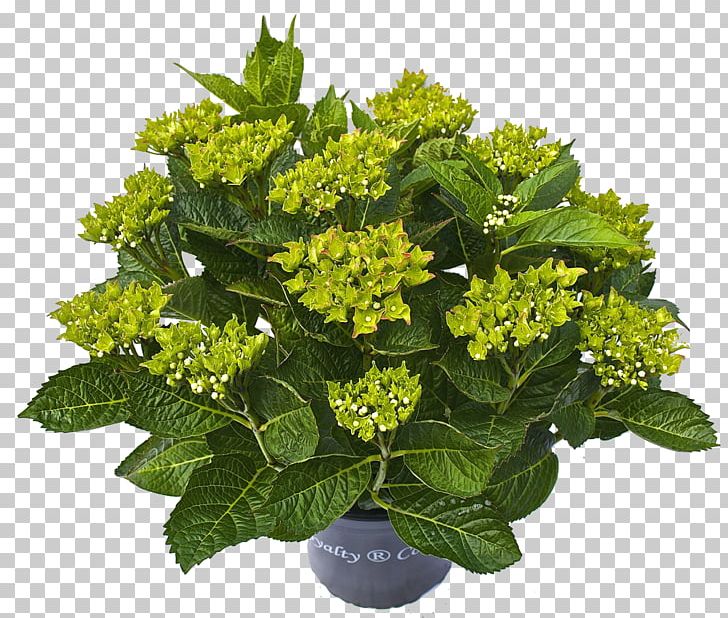 Plant Hydrangea Flower PNG, Clipart, Flower, Food Drinks, Hortensia, Hydrangea, Plant Free PNG Download