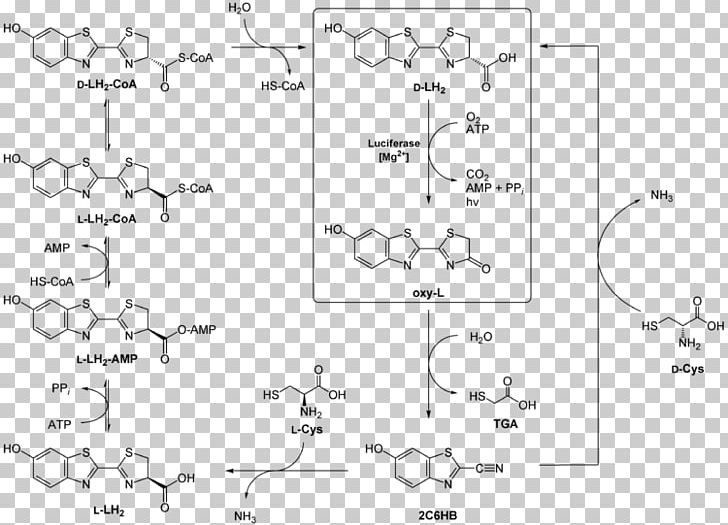 Structural Formula Organic Chemistry Drawing Chemical Formula PNG, Clipart, Angle, Auto Part, Black And White, Catalysis, Chemical Bond Free PNG Download