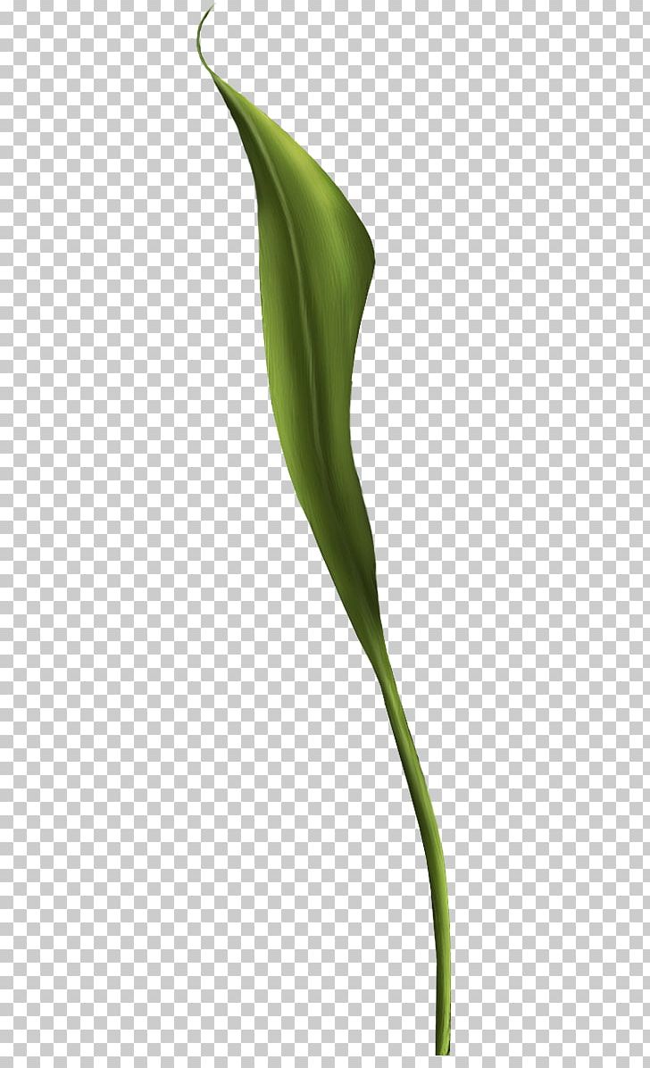 Arum Lilies Arum-lily Flower Plant Stem PNG, Clipart, Alcatraz Island, Alismatales, Arum, Arum Family, Arum Lilies Free PNG Download