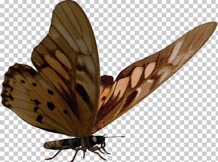 Brush-footed Butterflies Gossamer-winged Butterflies Moth Butterfly PNG, Clipart, Arthropod, Brush Footed Butterfly, Butterfly, Chai, Insect Free PNG Download