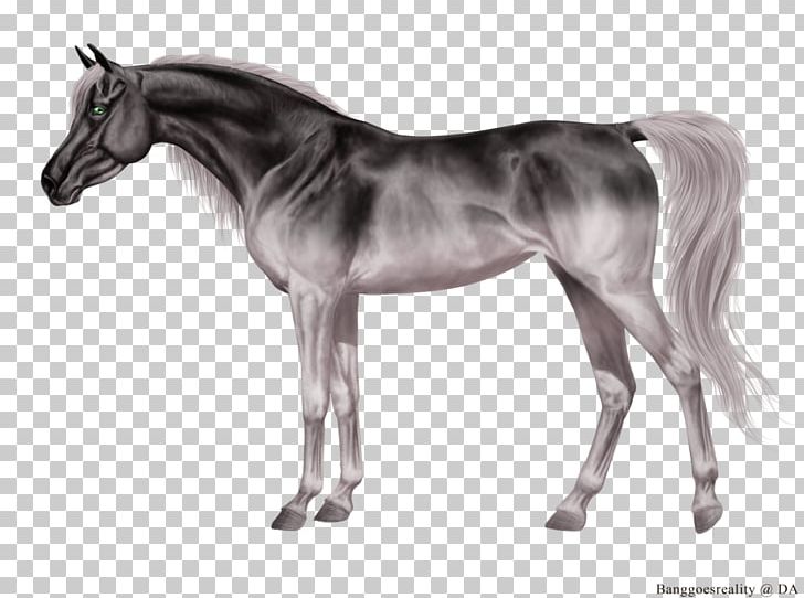 Grullo Foal Stallion Mane Mare PNG, Clipart, Black, Black And White, Bridle, Colt, Foal Free PNG Download