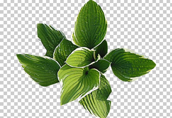 Leaf Plant PNG, Clipart, Animaatio, Desktop Wallpaper, Flower, Green, Herb Free PNG Download