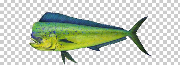 Mahi-mahi Fishing Mahi-mahi Fishing Recreational Fishing Recreational Boat Fishing PNG, Clipart, Bluefish, Bony Fish, Fauna, Fin, Fish Free PNG Download