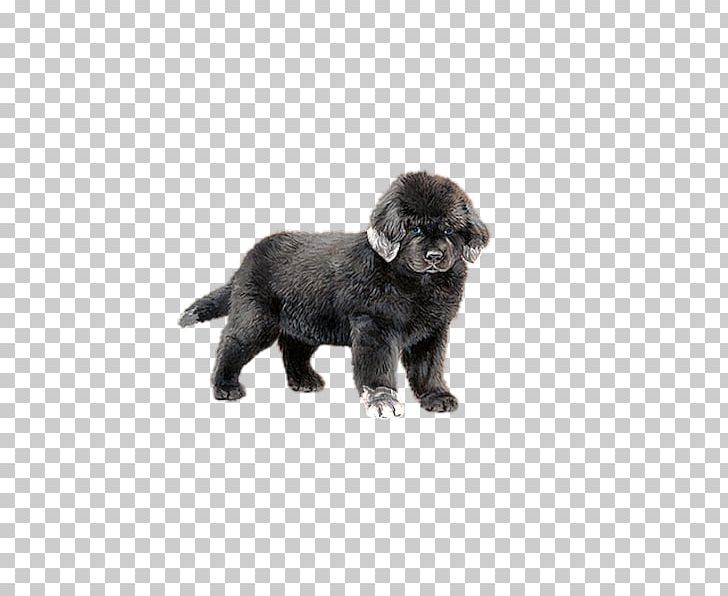 Puppy Dog Gratis PNG, Clipart, Animals, Black, Carnivoran, Color, Companion Dog Free PNG Download
