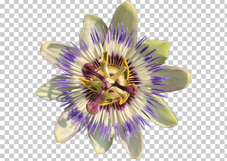 Purple Passionflower Passiflora Caerulea Vine Jasmine PNG, Clipart, Animal, Edible Flower, Flower, Flowering Plant, Jasmine Free PNG Download