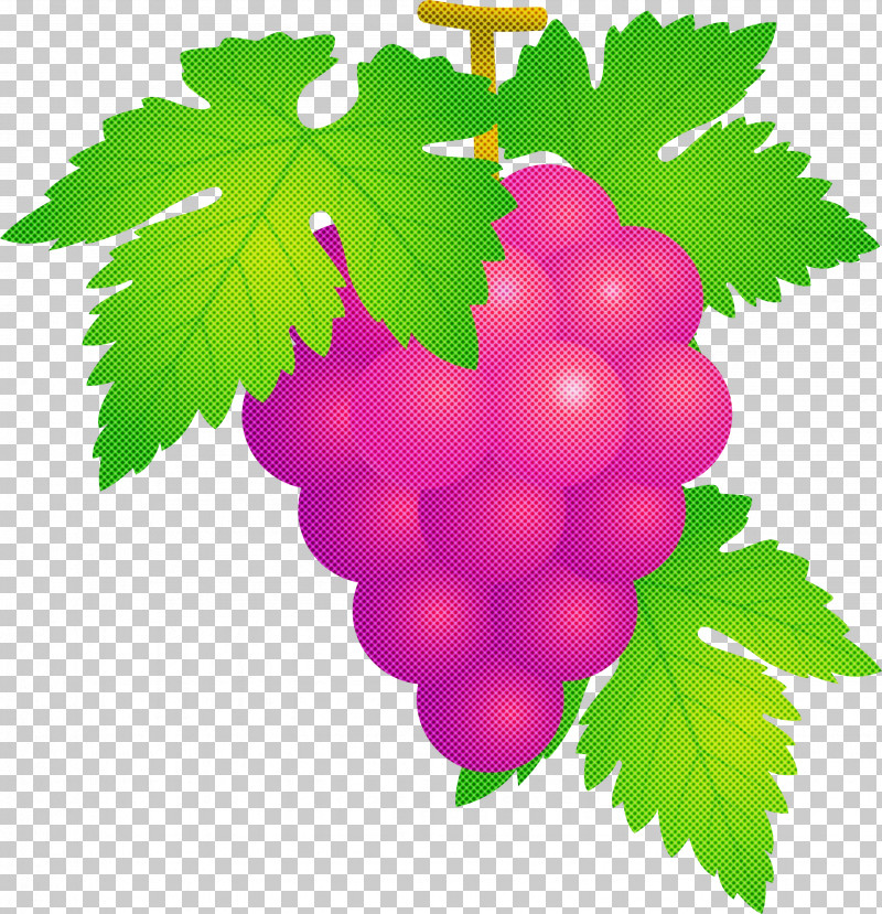 Grape Grapes Fruit PNG, Clipart, Currant, Flower, Fruit, Grape, Grape Leaves Free PNG Download