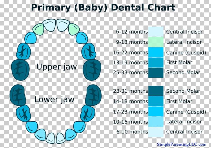 Baby Teeth Chart Diagram