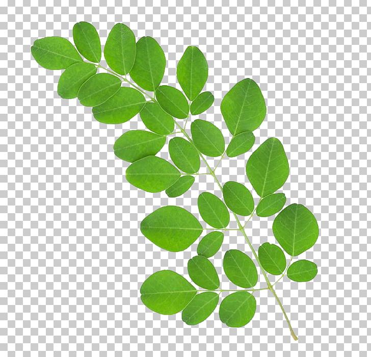 Drumstick Tree Dietary Supplement Food Vitamin Plant PNG, Clipart, Dietary Supplement, Drumstick Tree, Food, Grass, Health Free PNG Download