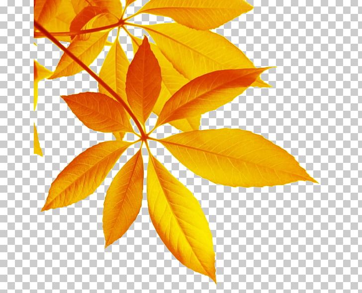 Maple Leaf High-definition Television PNG, Clipart, Autumn Leaves, Autumn Tree, Banana Leaves, Deciduous, Deciduous Leaves Free PNG Download