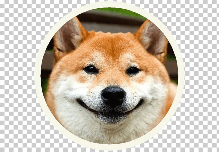 Shiba Inu Bouvier Des Flandres Puppy Samoyed Dog Labrador Retriever PNG, Clipart, Akita, Animal, Animals, Carnivoran, Companion Dog Free PNG Download