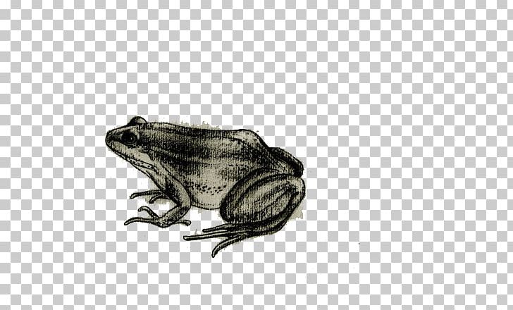 Frog Toad Drawing PNG, Clipart, Amphibian, Amphibians, Animal, Animals, Black And White Free PNG Download