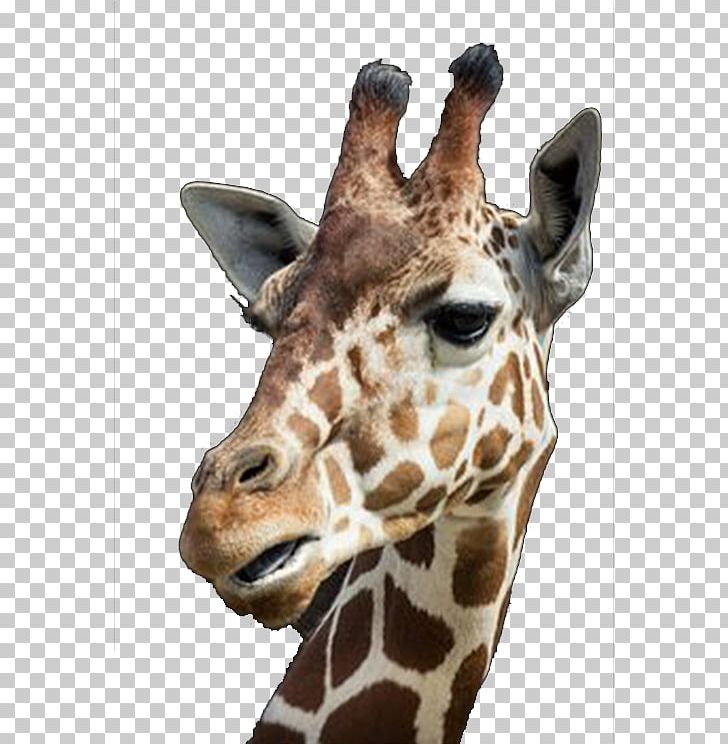 IPhone 6 Northern Giraffe Whipsnade Zoo Tall Blondes PNG, Clipart, Animal, Animals, Apple, Brown, Deer Head Free PNG Download