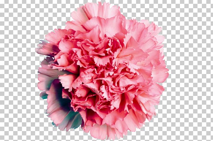 Carnation Flower Rose Pink Color PNG, Clipart, Carnation, Color, Cut Flowers, Dianthus, Floral Design Free PNG Download